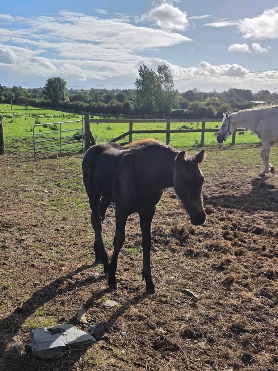 Draught Mare and Foal - Image 2