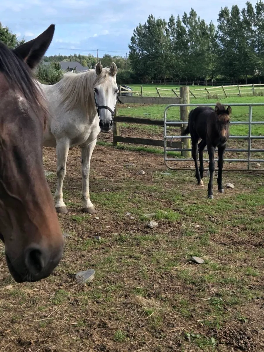 Draught Mare and Foal - Image 3