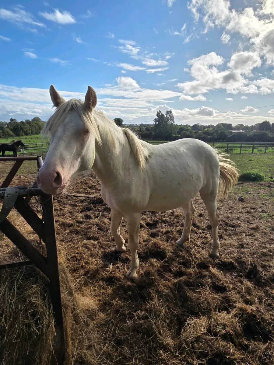 Draught Mare and Foal - Image 4