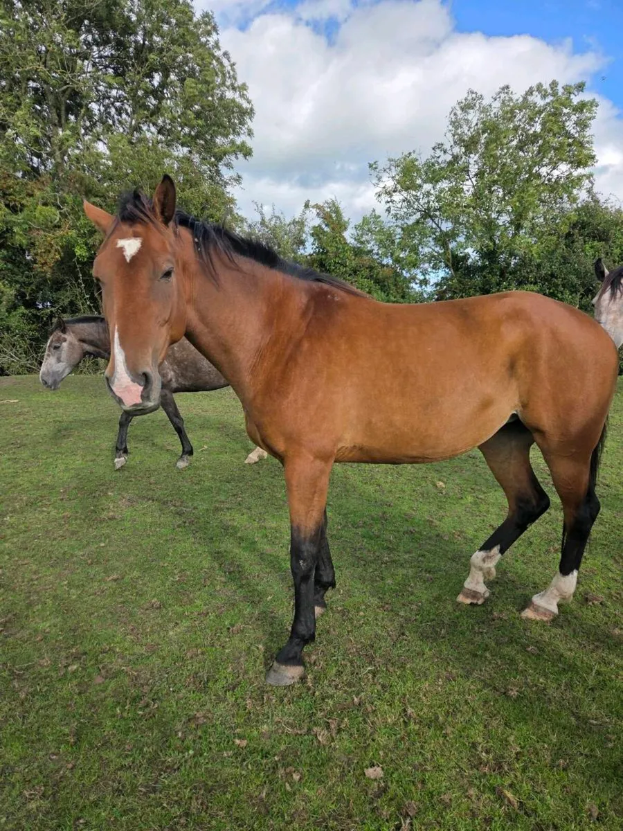 Horse - Image 1
