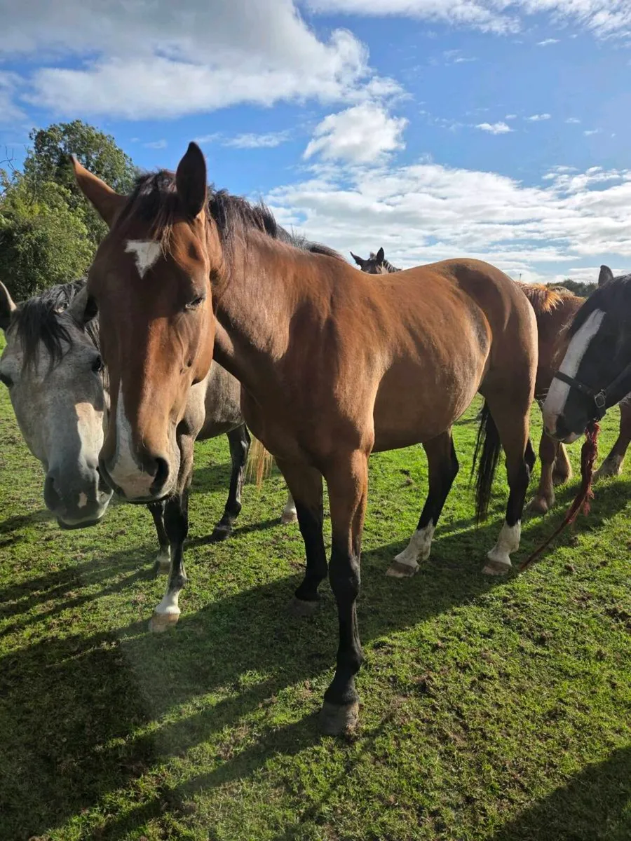 Horse - Image 2