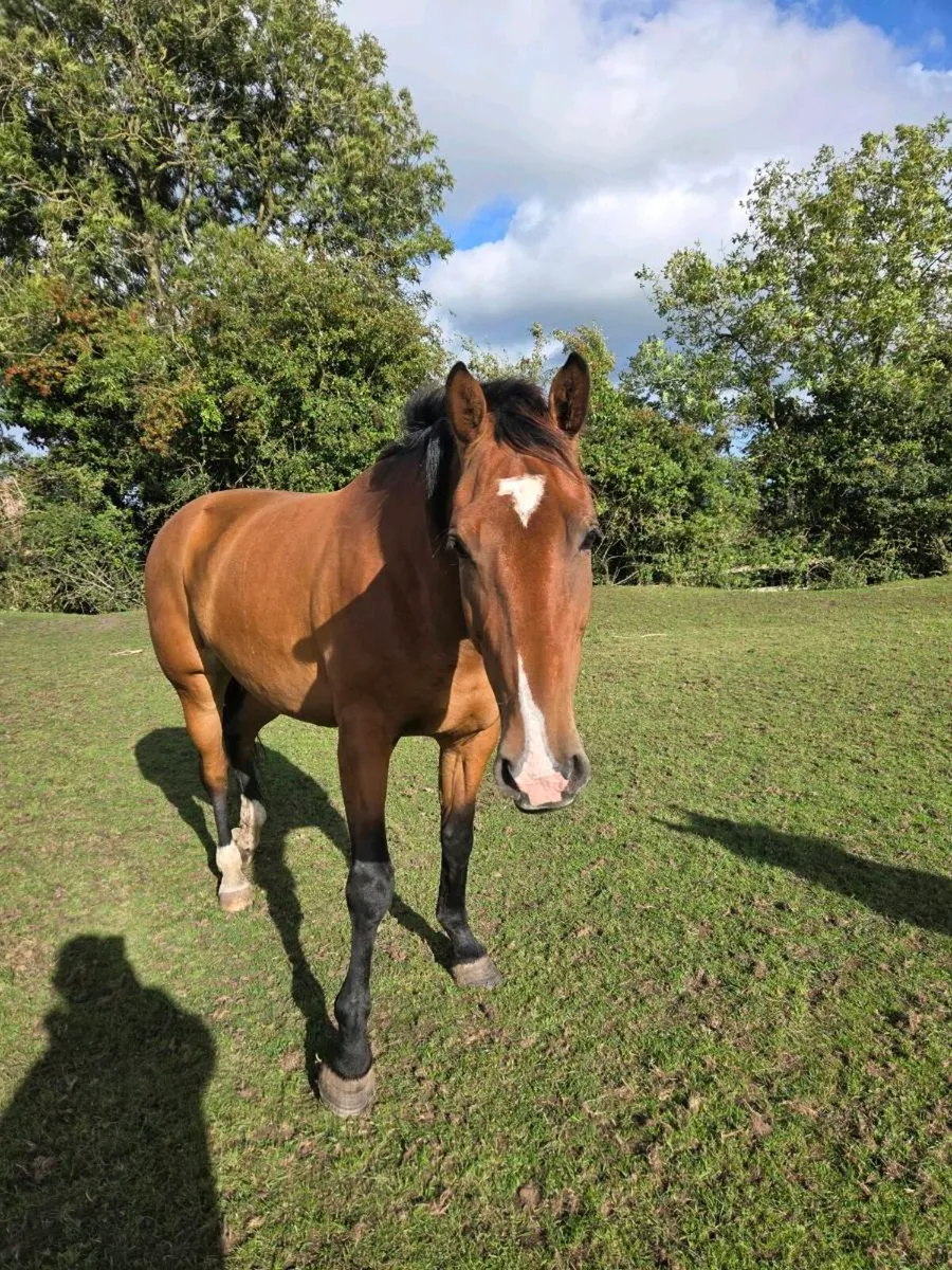 Horse - Image 3