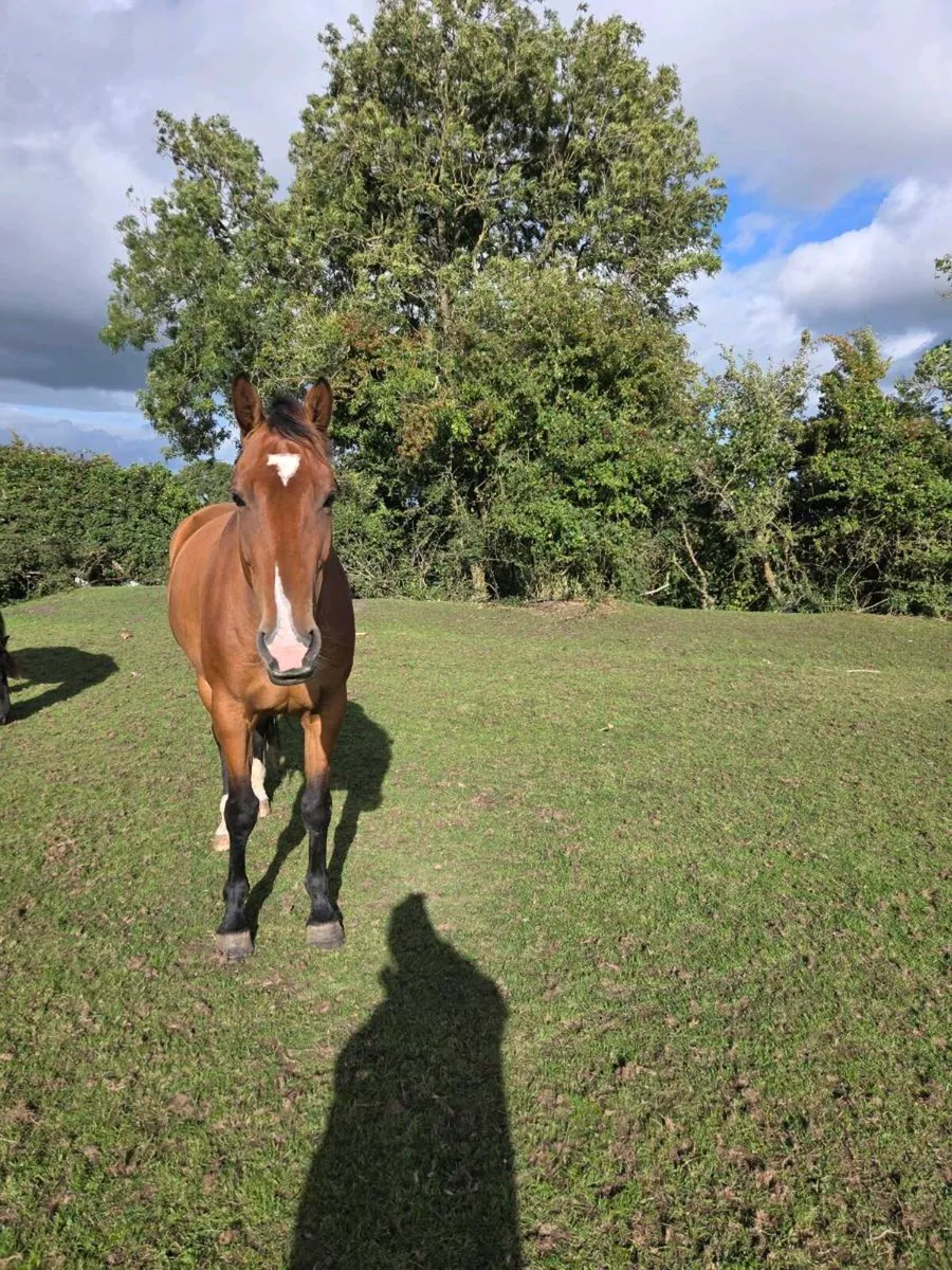 Horse - Image 4