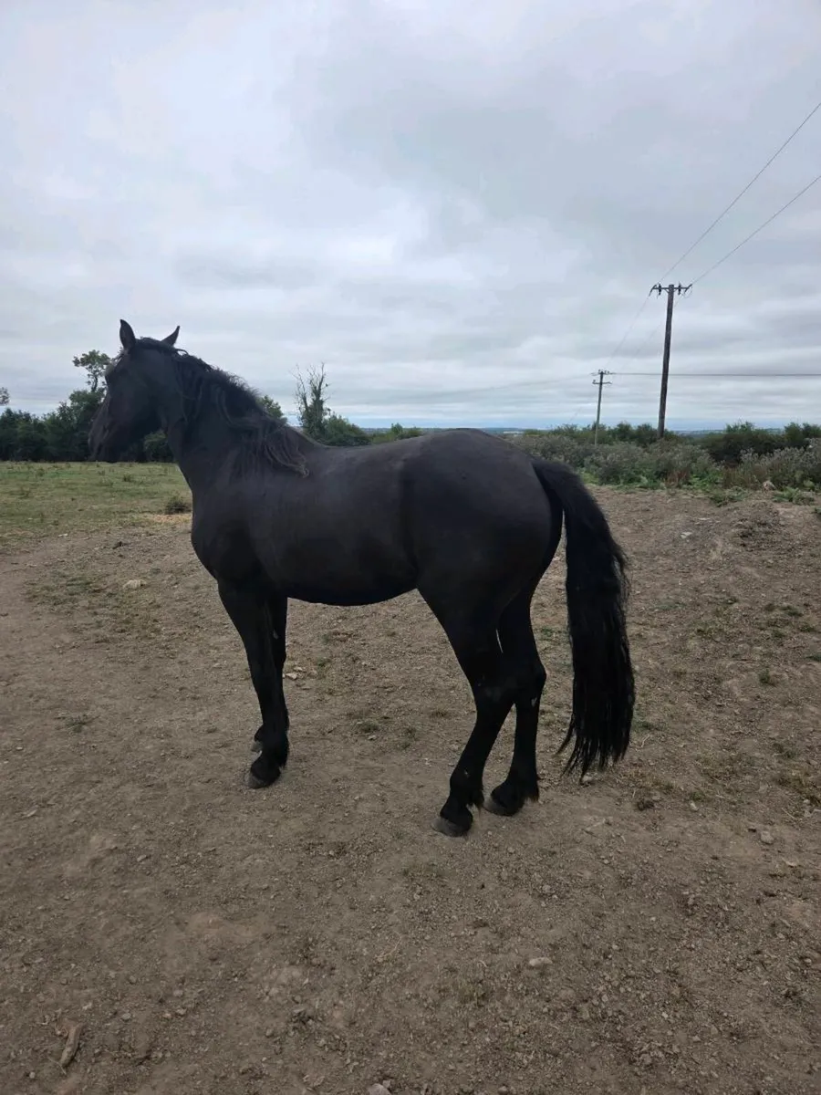 Horse - Image 1