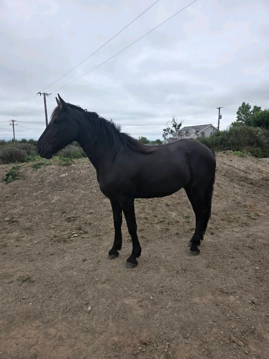 Horse - Image 2