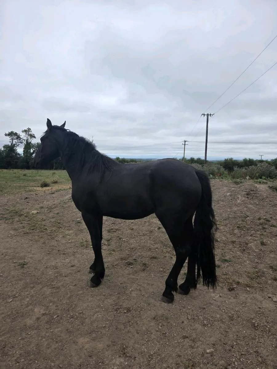 Horse - Image 3