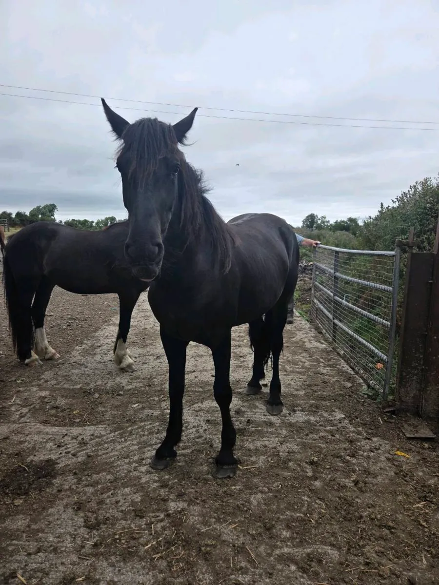 Horse - Image 4