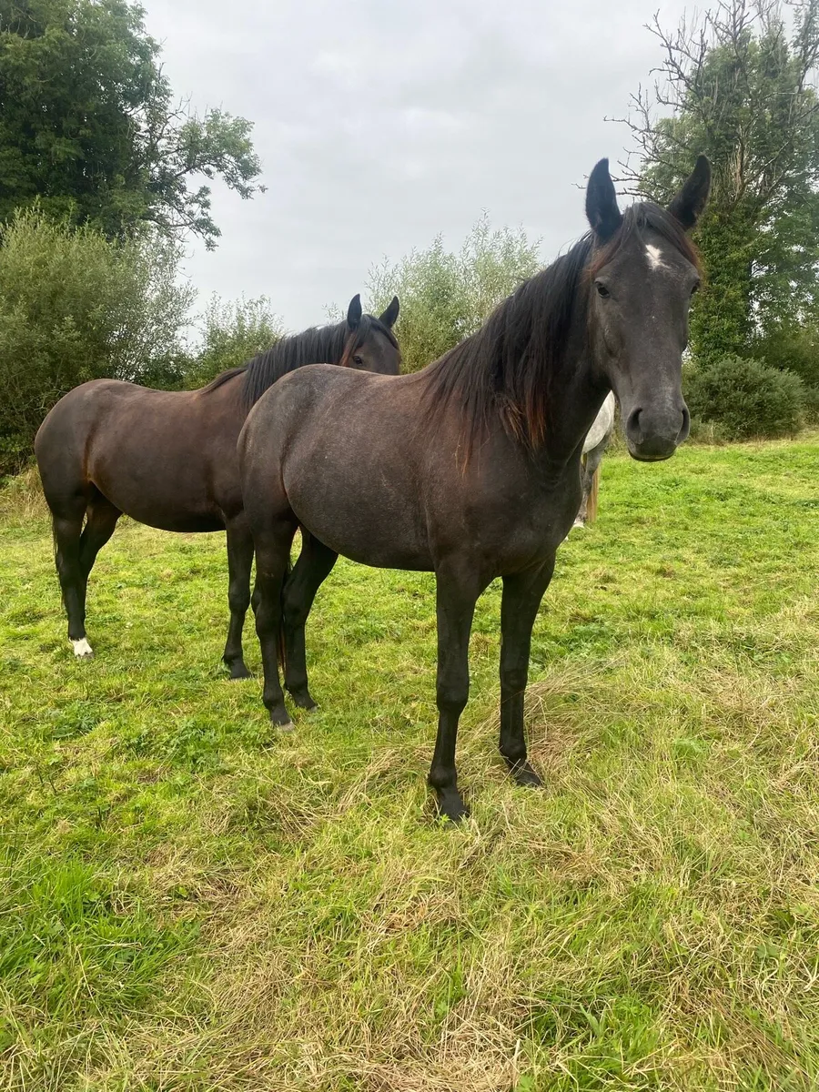 Horse - Image 1