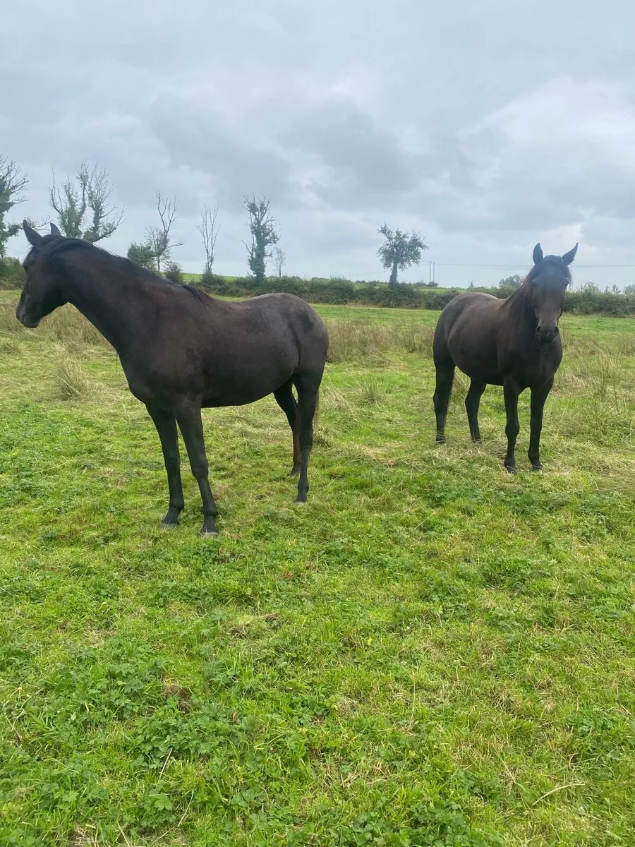 Horse - Image 2