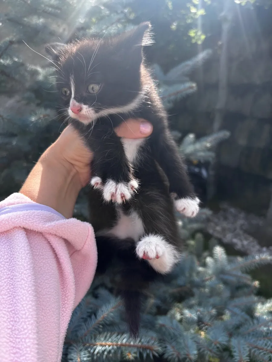 Kittens - Image 1