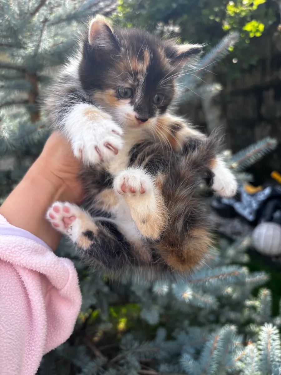 Kittens - Image 3