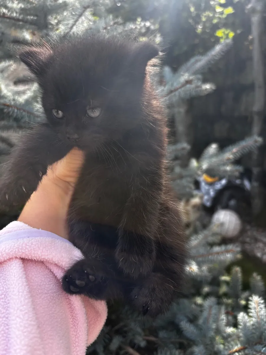 Kittens - Image 2