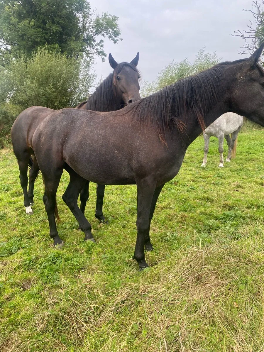 Horse - Image 3