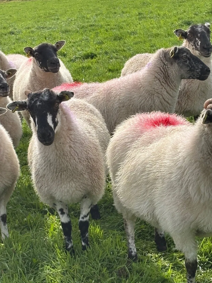 Cooley bred mule Hoggetts - Image 1