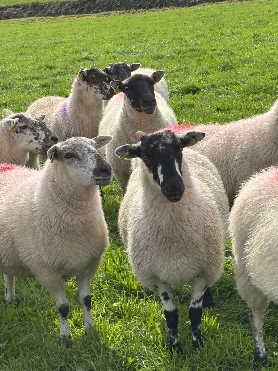 Cooley bred mule Hoggetts - Image 2