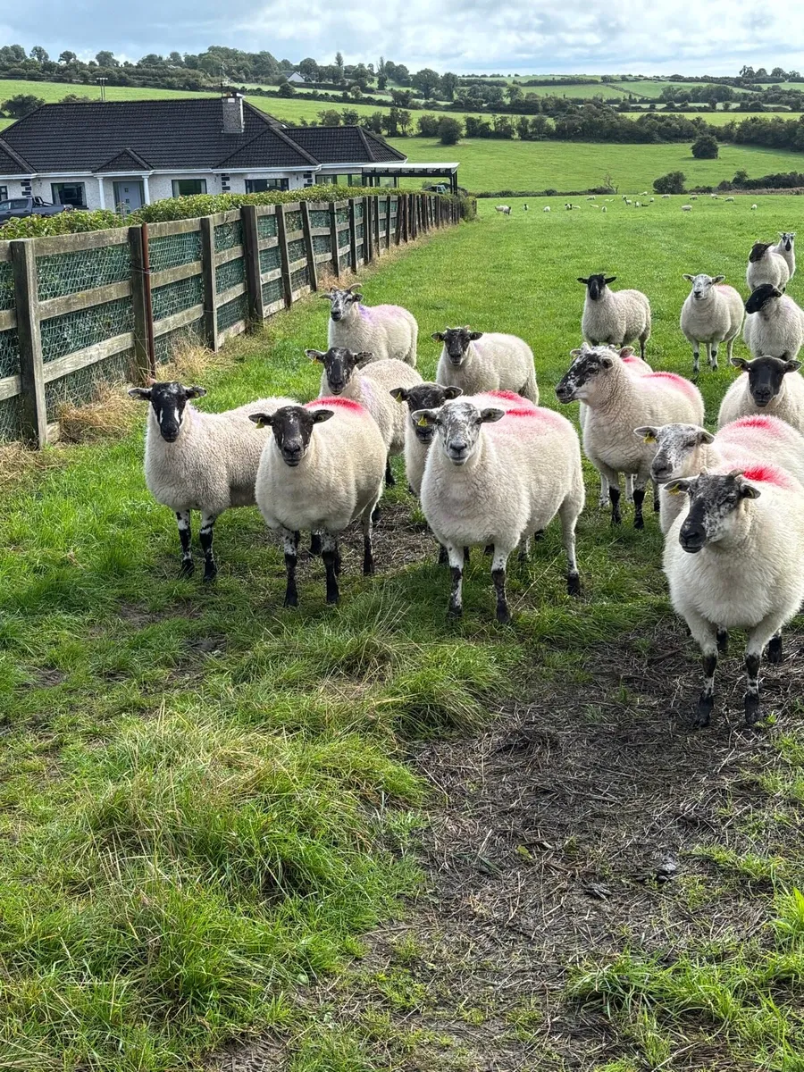 Cooley bred mule Hoggetts - Image 3