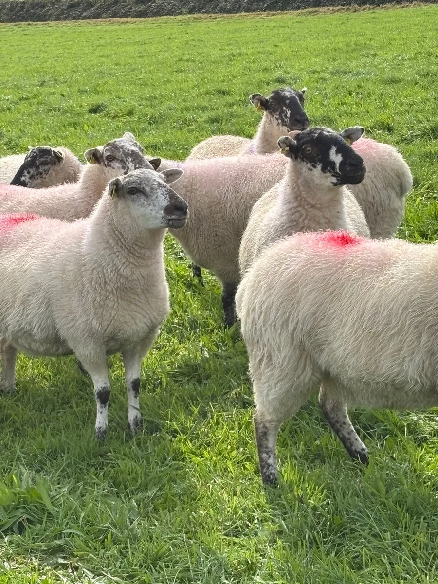 Cooley bred mule Hoggetts - Image 4