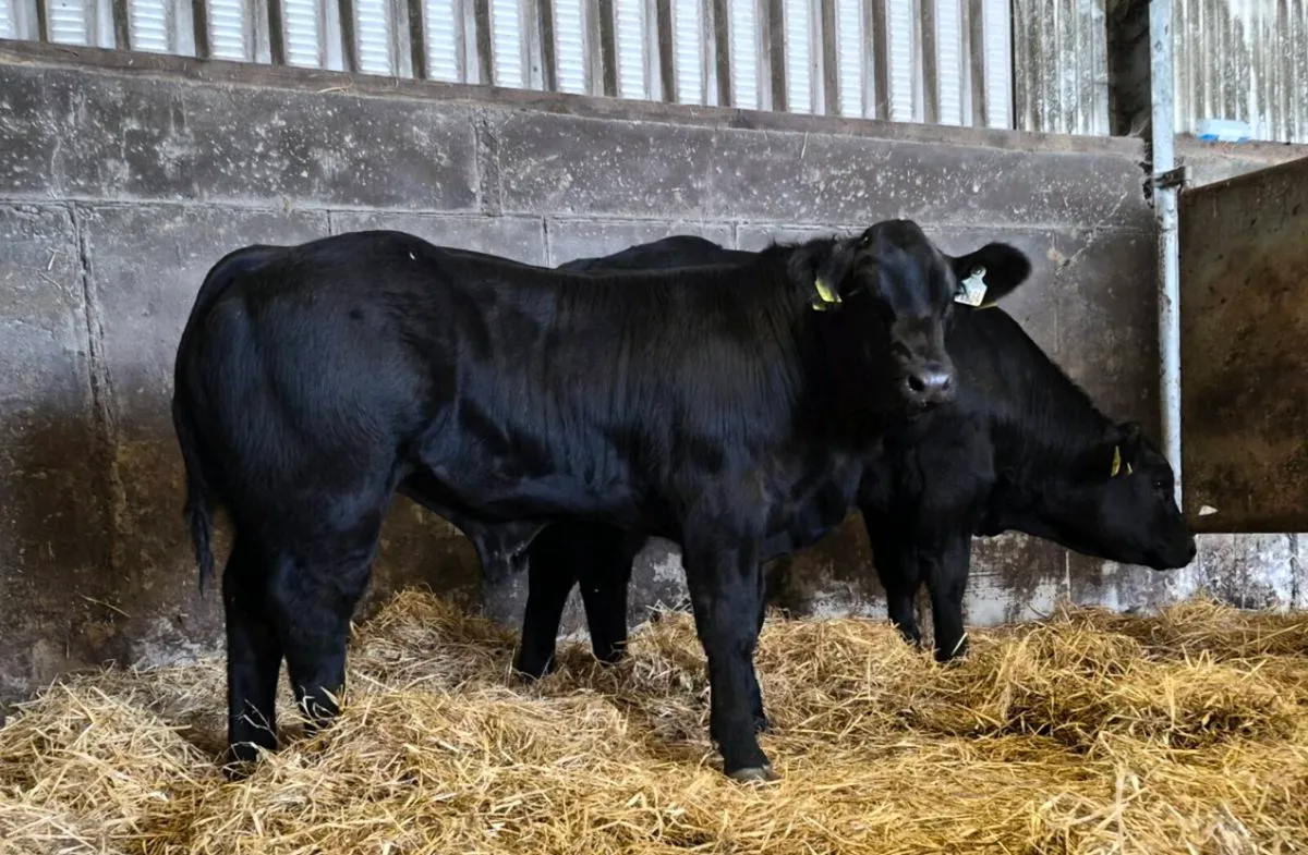 Hybrid bulls,show calves - Image 1