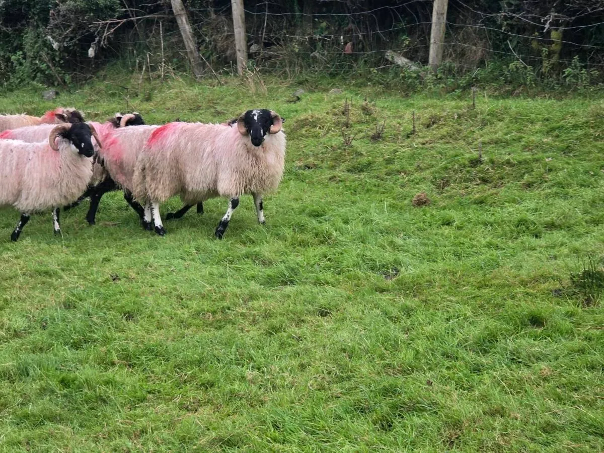 Ram Lamb - Image 2