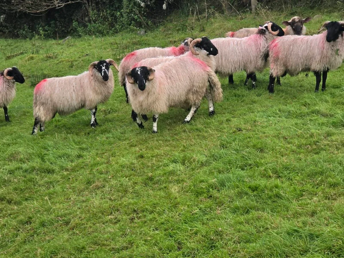 Ram Lamb - Image 3