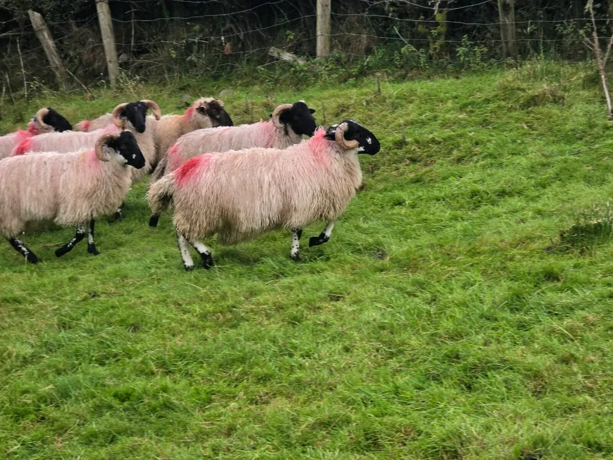 Ram Lamb - Image 4