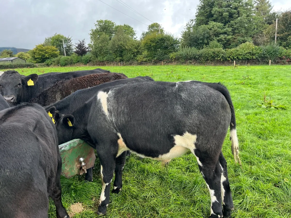 Bull and bullocks - Image 4