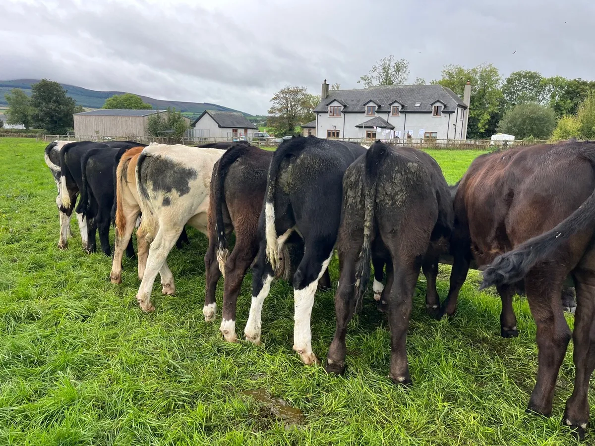 Bull and bullocks - Image 2