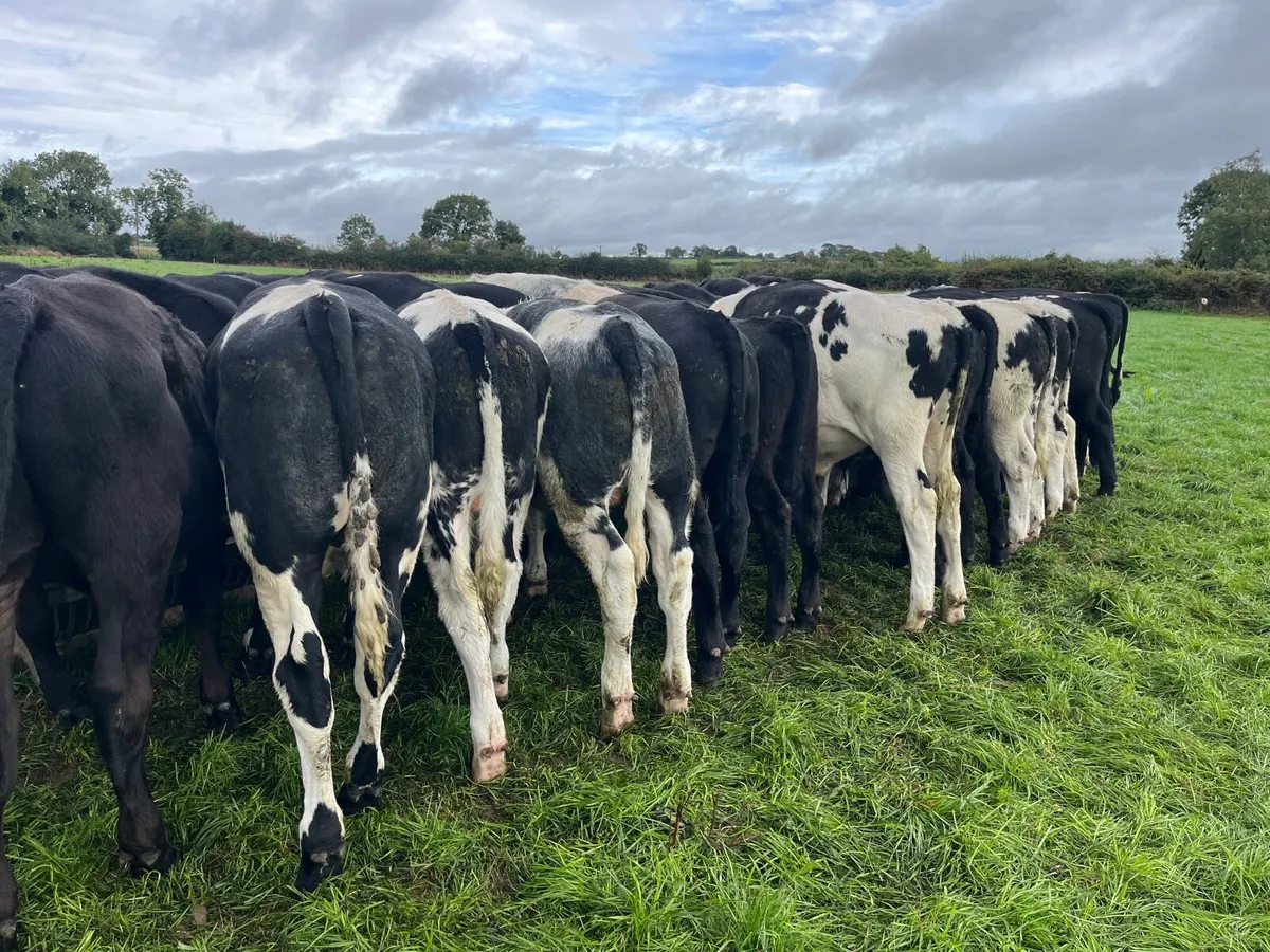 Bull and bullocks - Image 3