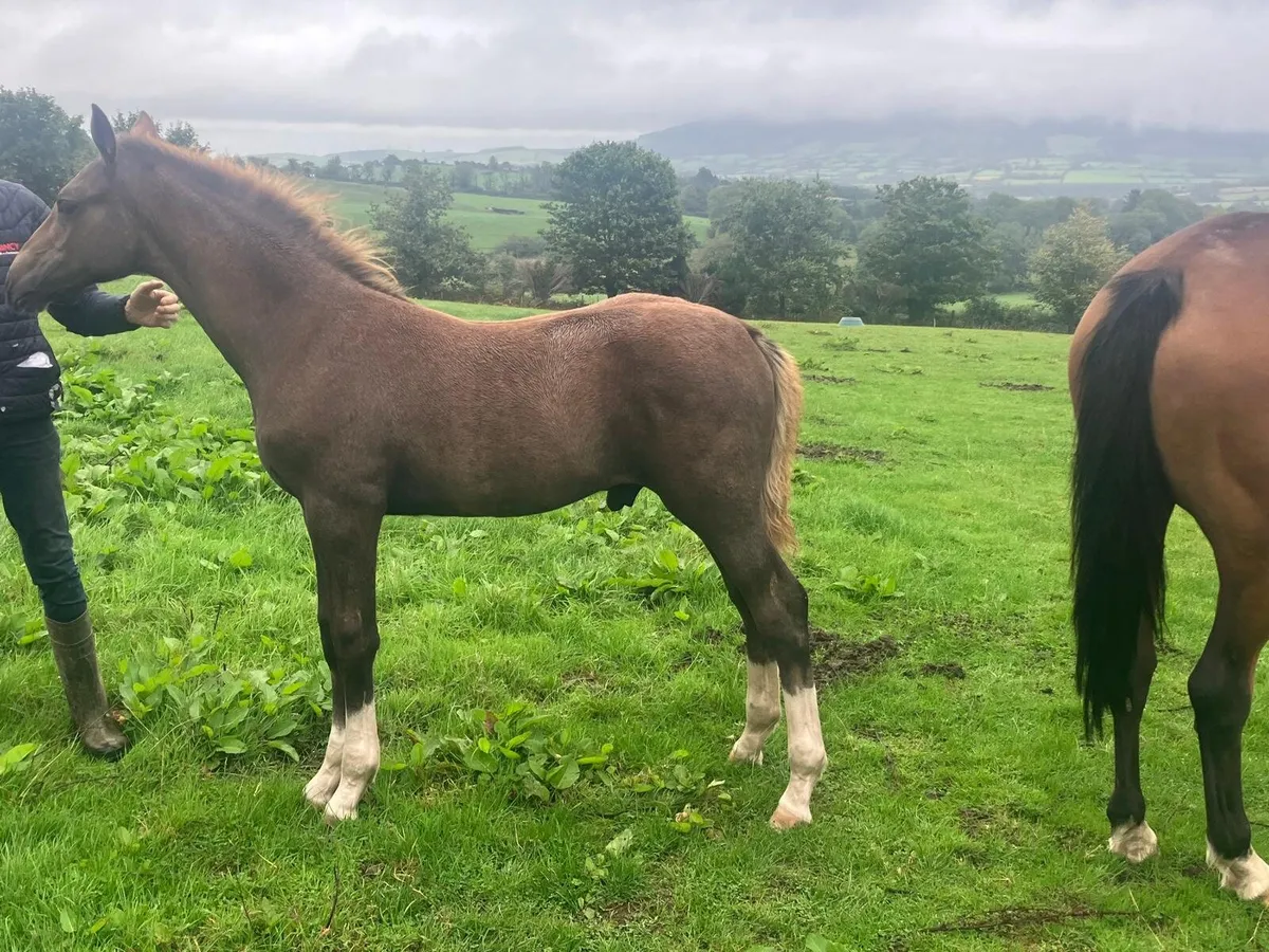 Grey colt foal - Image 3