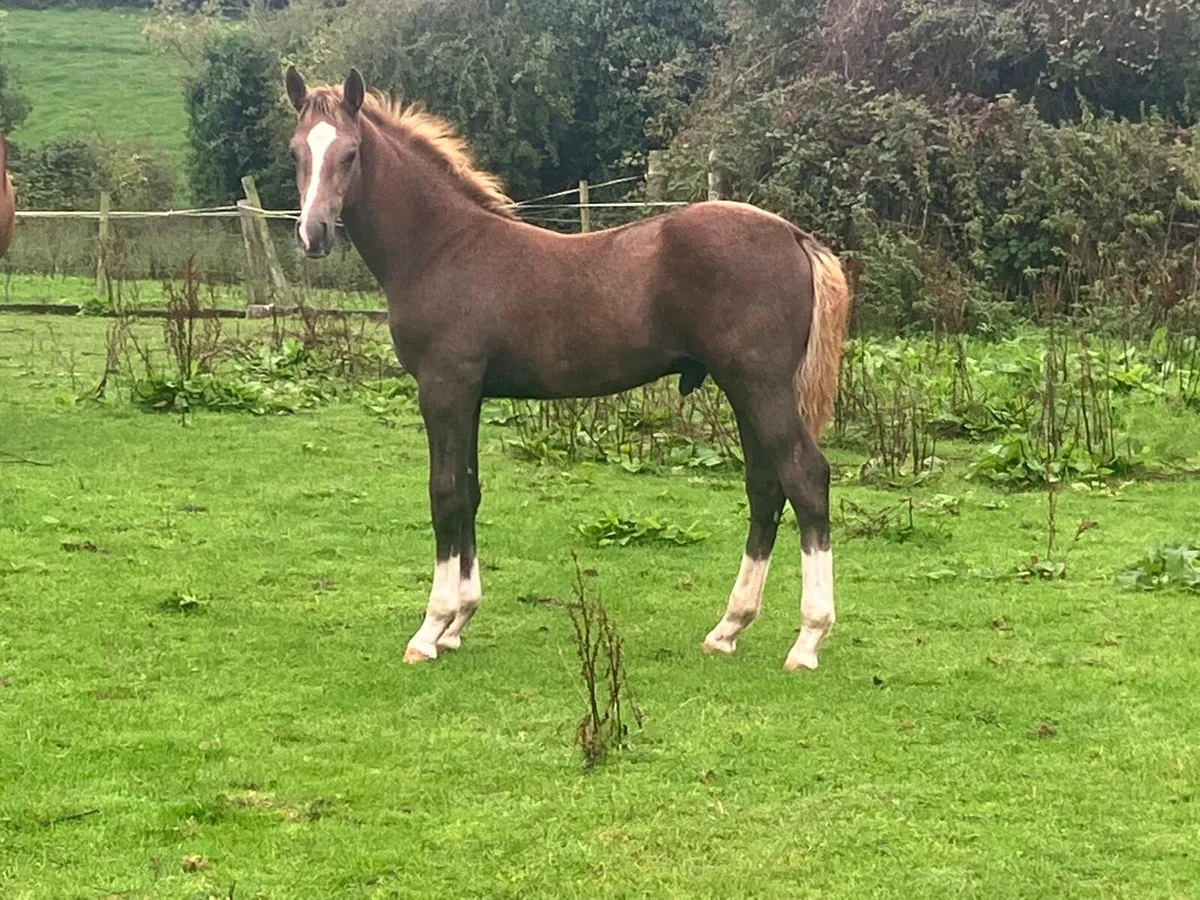Grey colt foal - Image 1