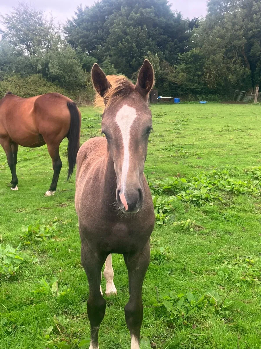 Grey colt foal - Image 2