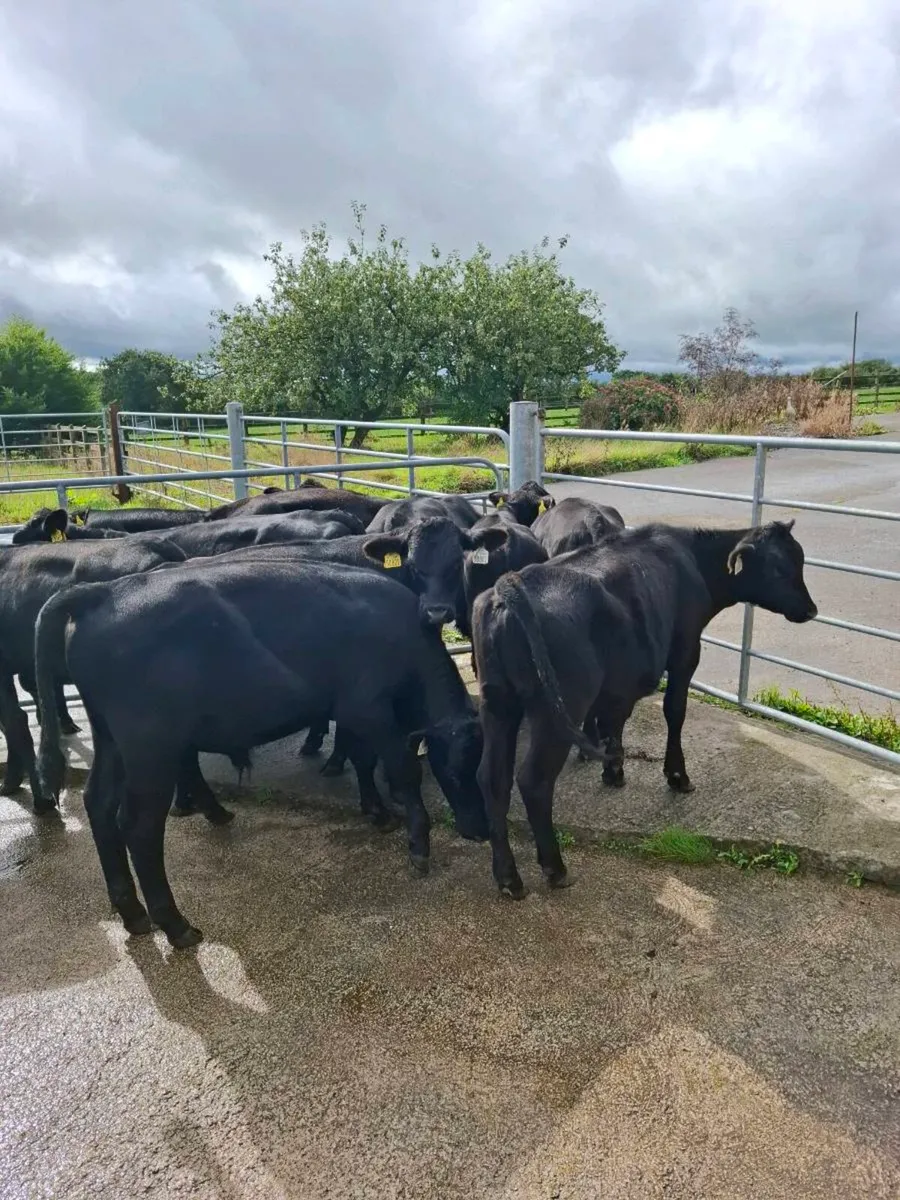 AA WEANLINGS - Image 1