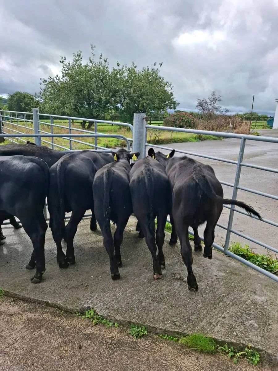 AA WEANLINGS - Image 2
