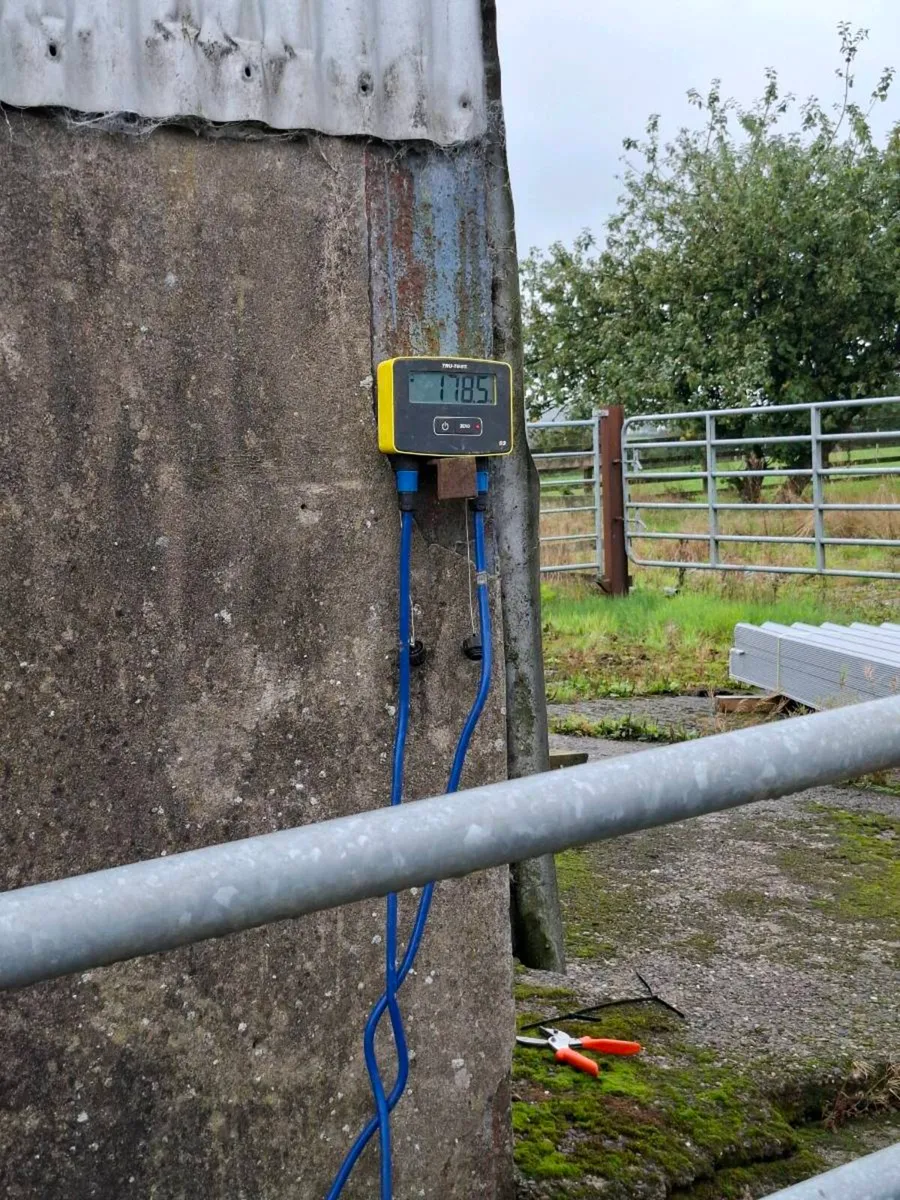 AA WEANLINGS - Image 4