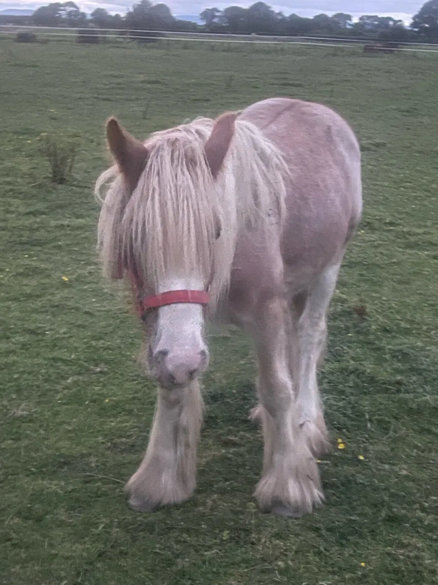 Strawberry Roan Yearling Hairy Cob Pony Gelding - Image 2