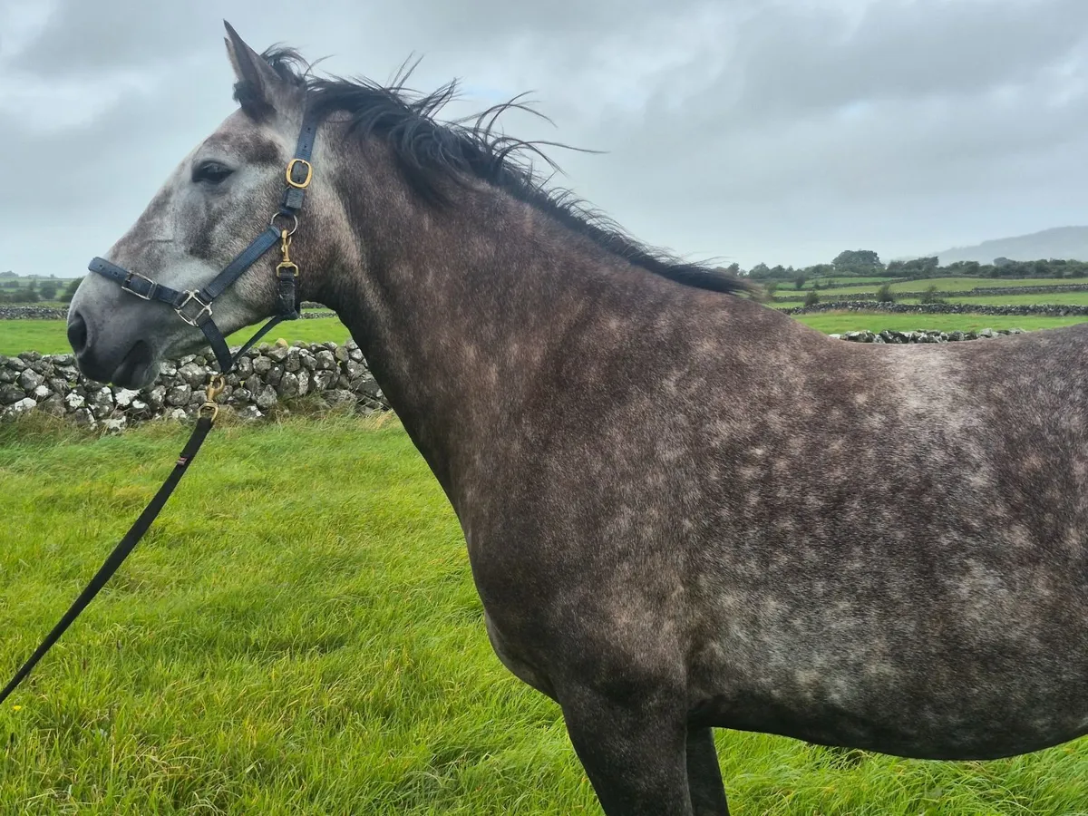 Horse - Image 2