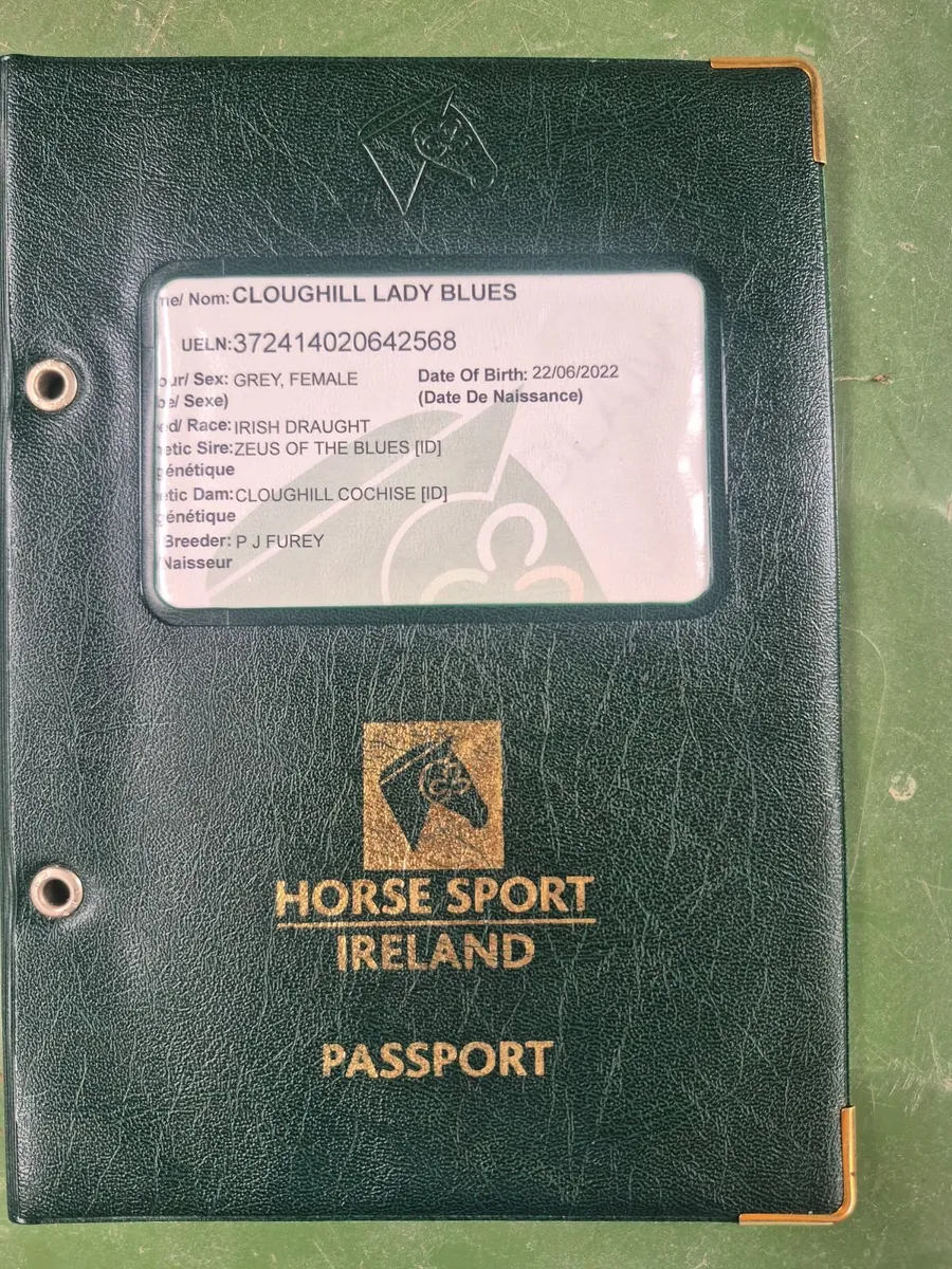 Horse - Image 3