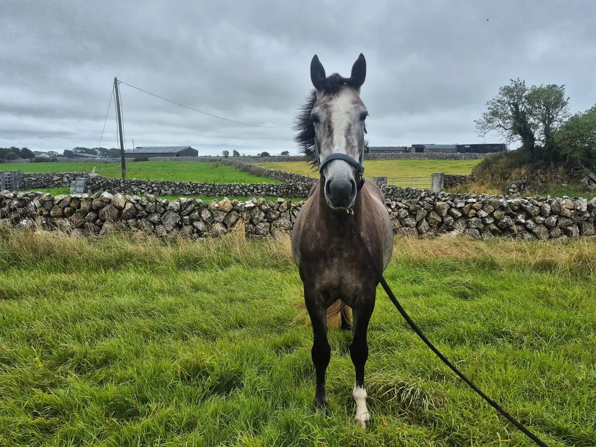 Horse - Image 4