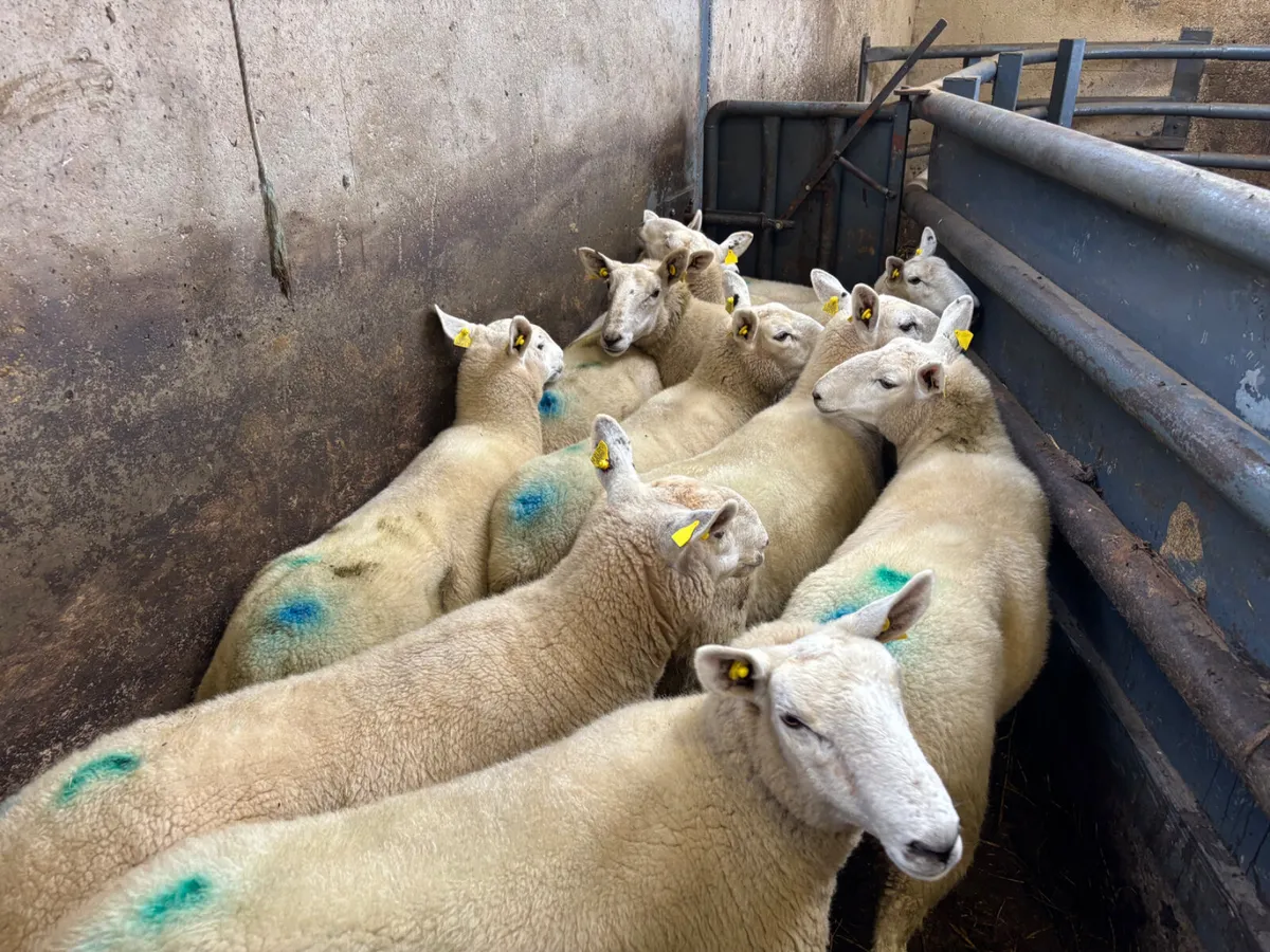 10 Cheviot hoggets - Image 4