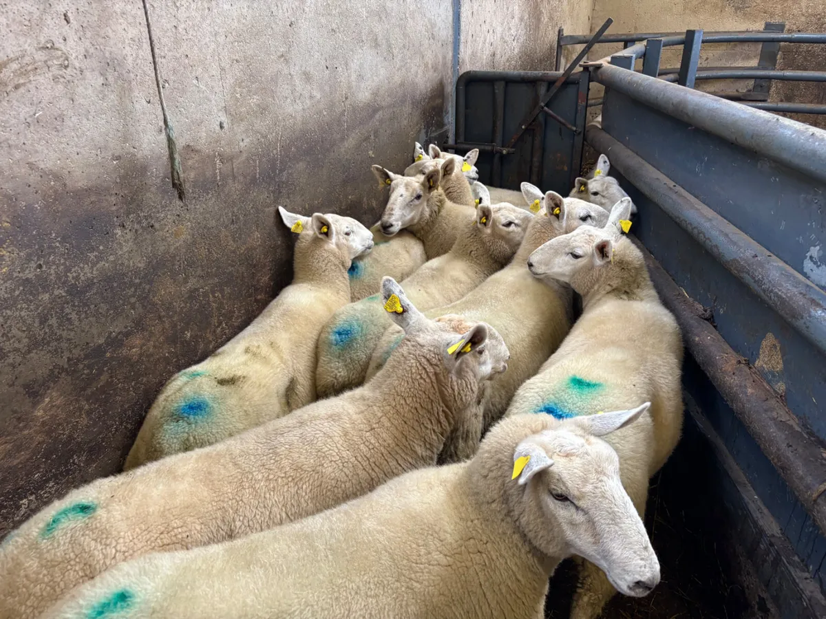 10 Cheviot hoggets - Image 3