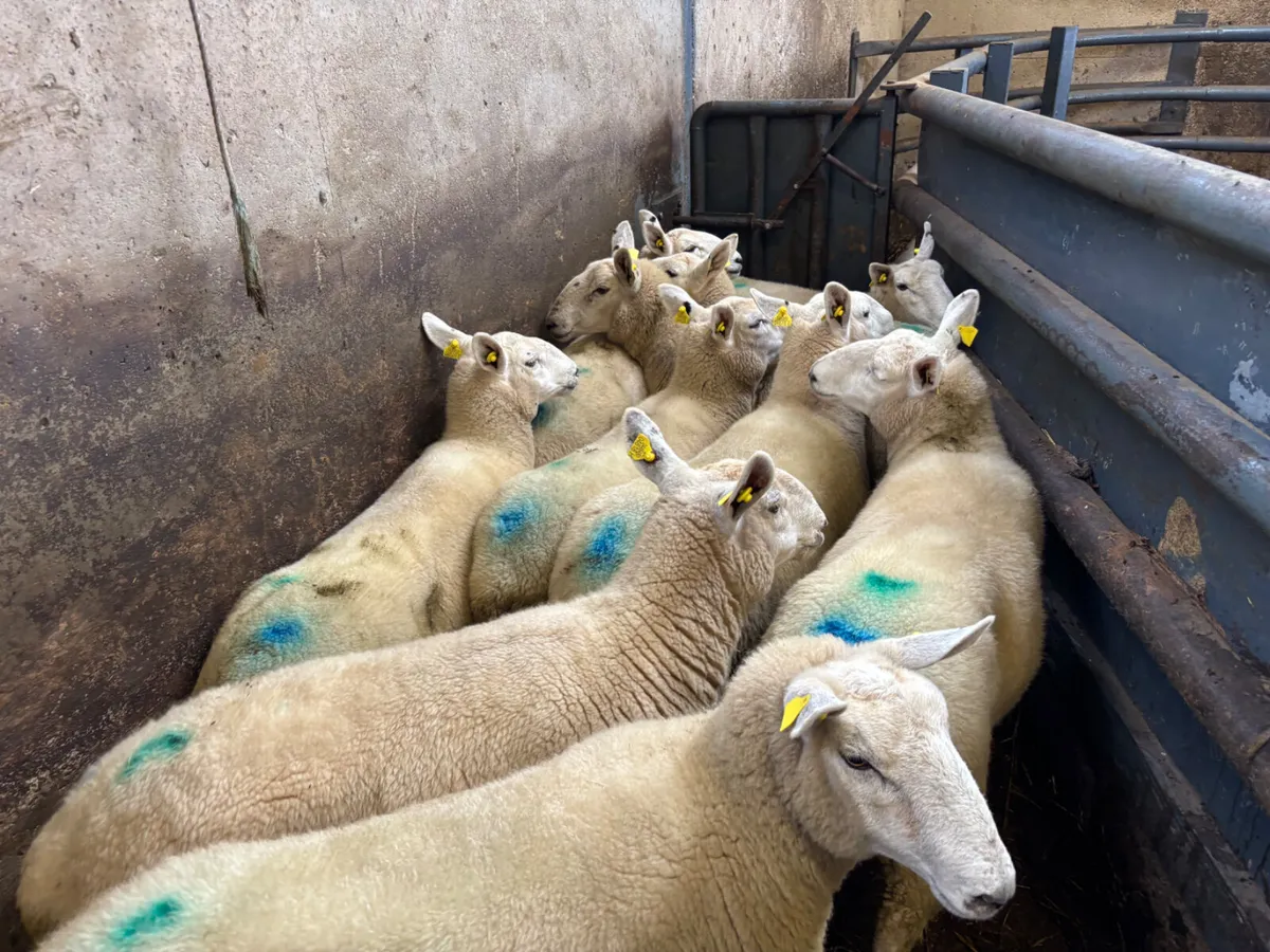 10 Cheviot hoggets - Image 2