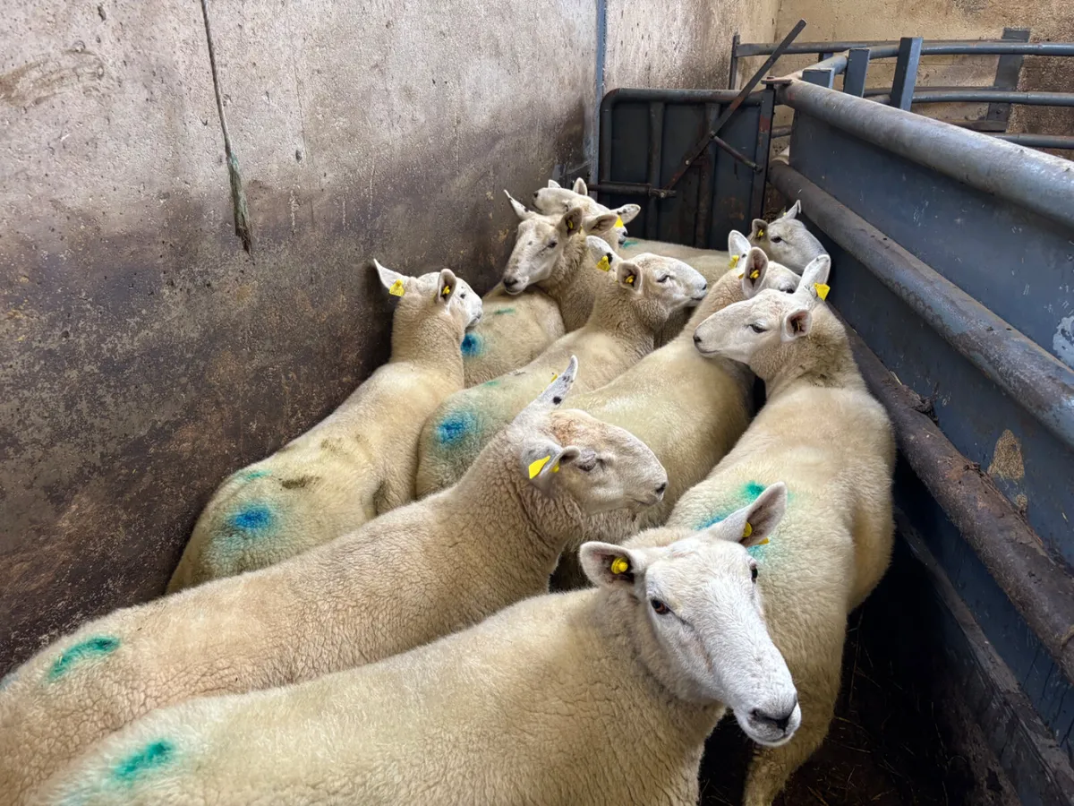 10 Cheviot hoggets - Image 1