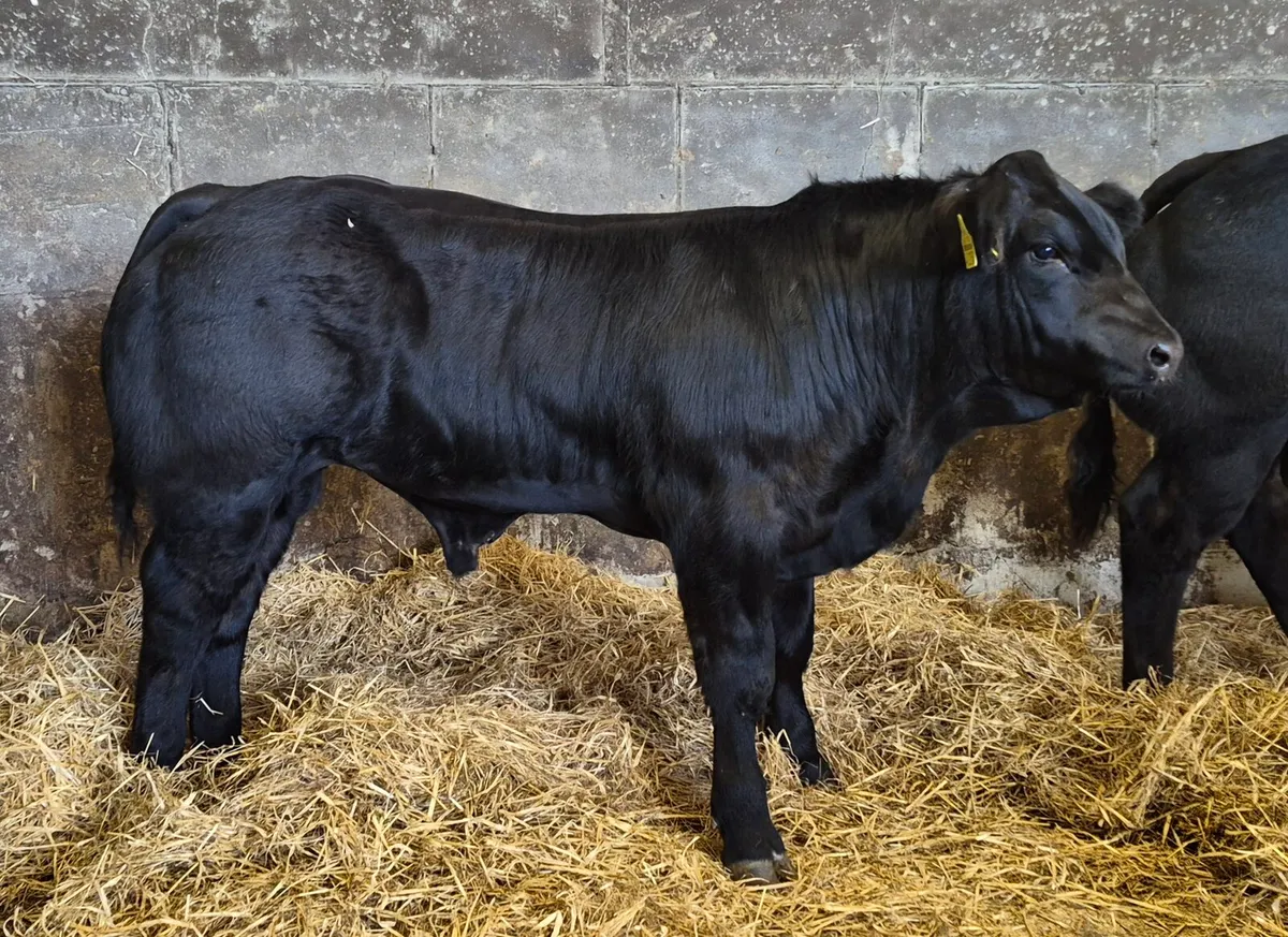 Hybrid bulls,show calves - Image 2