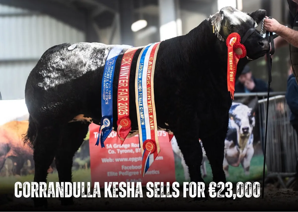 Hybrid bulls,show calves - Image 3
