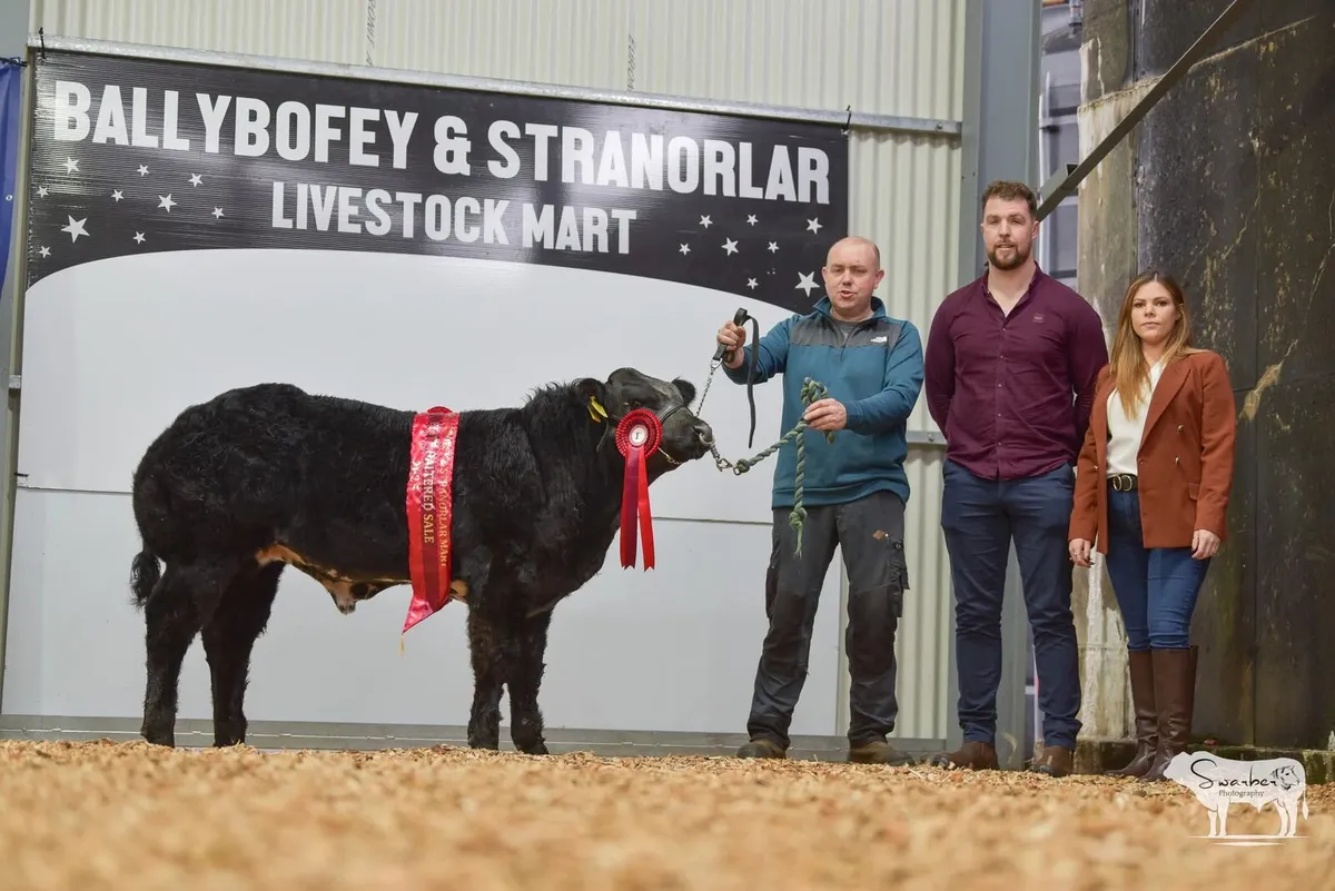 Hybrid bulls,show calves - Image 4