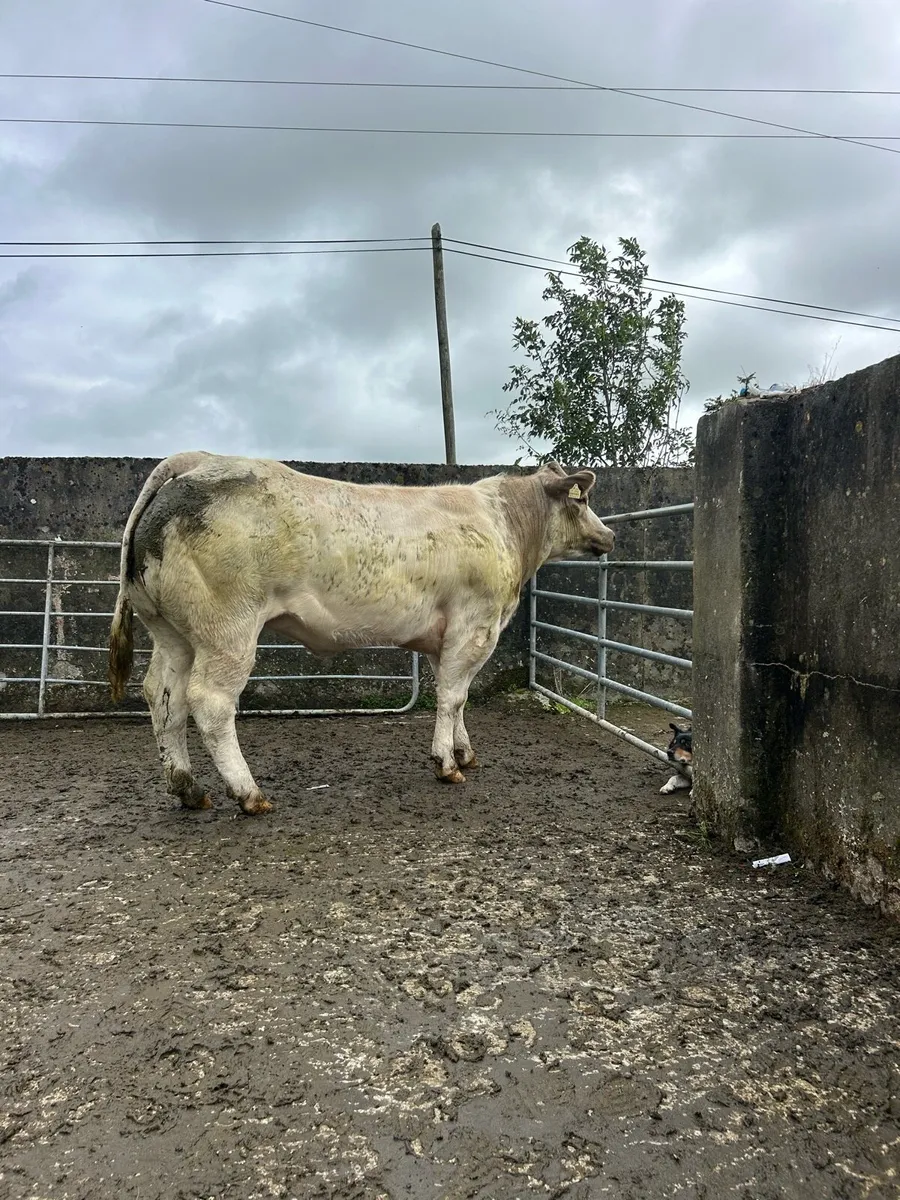 Bullying heifers - Image 1