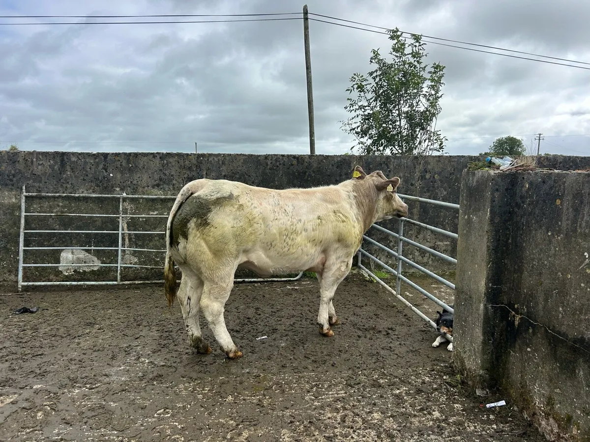 Bullying heifers - Image 2
