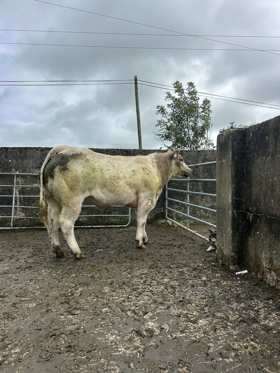 Bullying heifers - Image 3