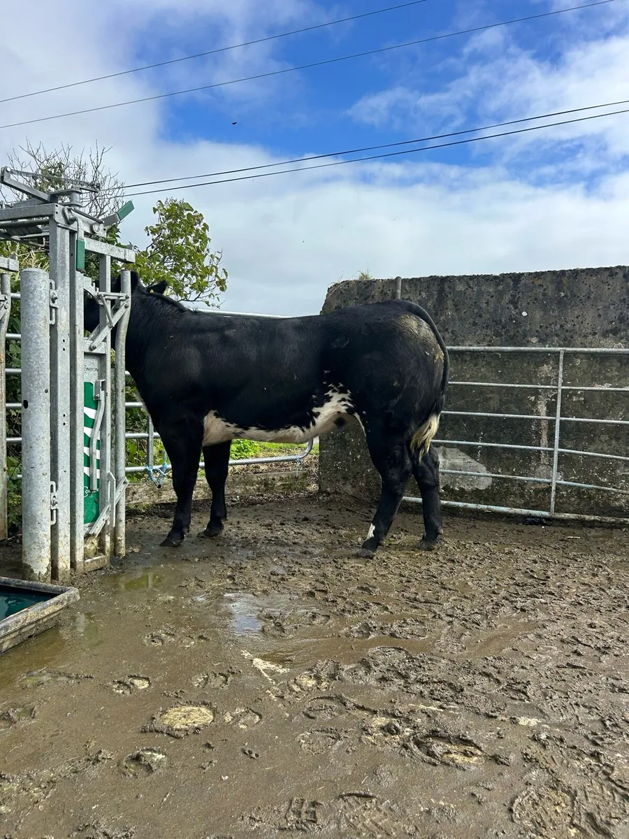 Bullying heifers - Image 4