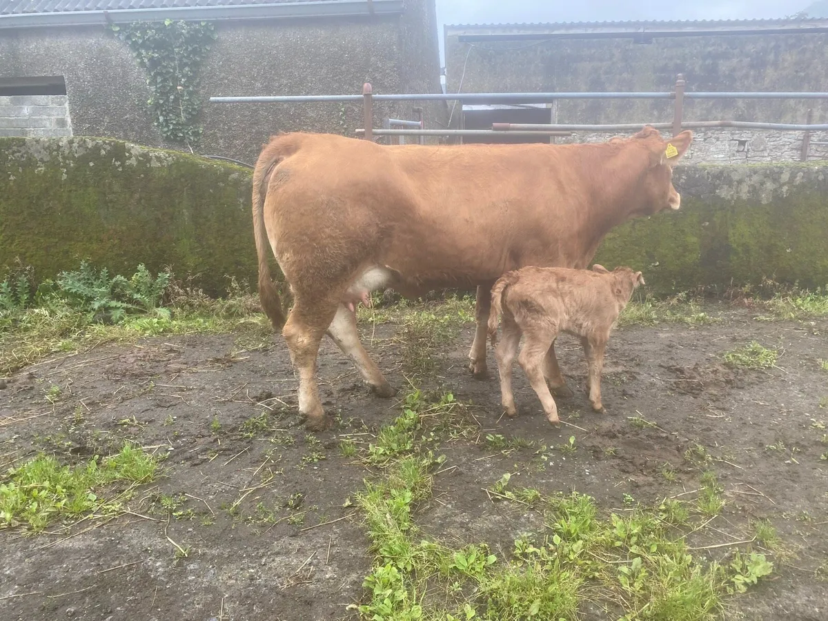 Heifers - Image 1